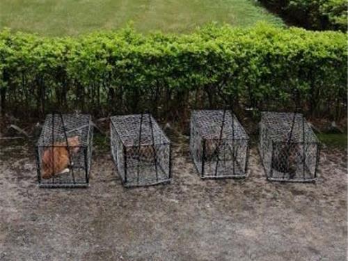 装猫