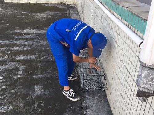 装猫