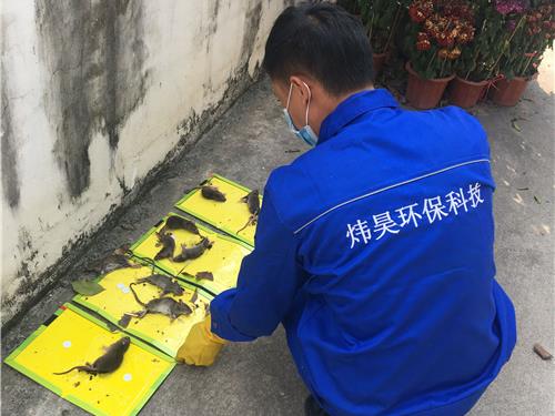 灭鼠